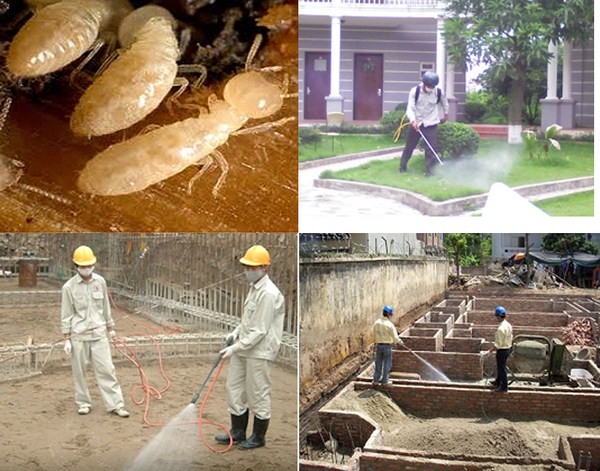 cách chống mối cho nhà xây mới